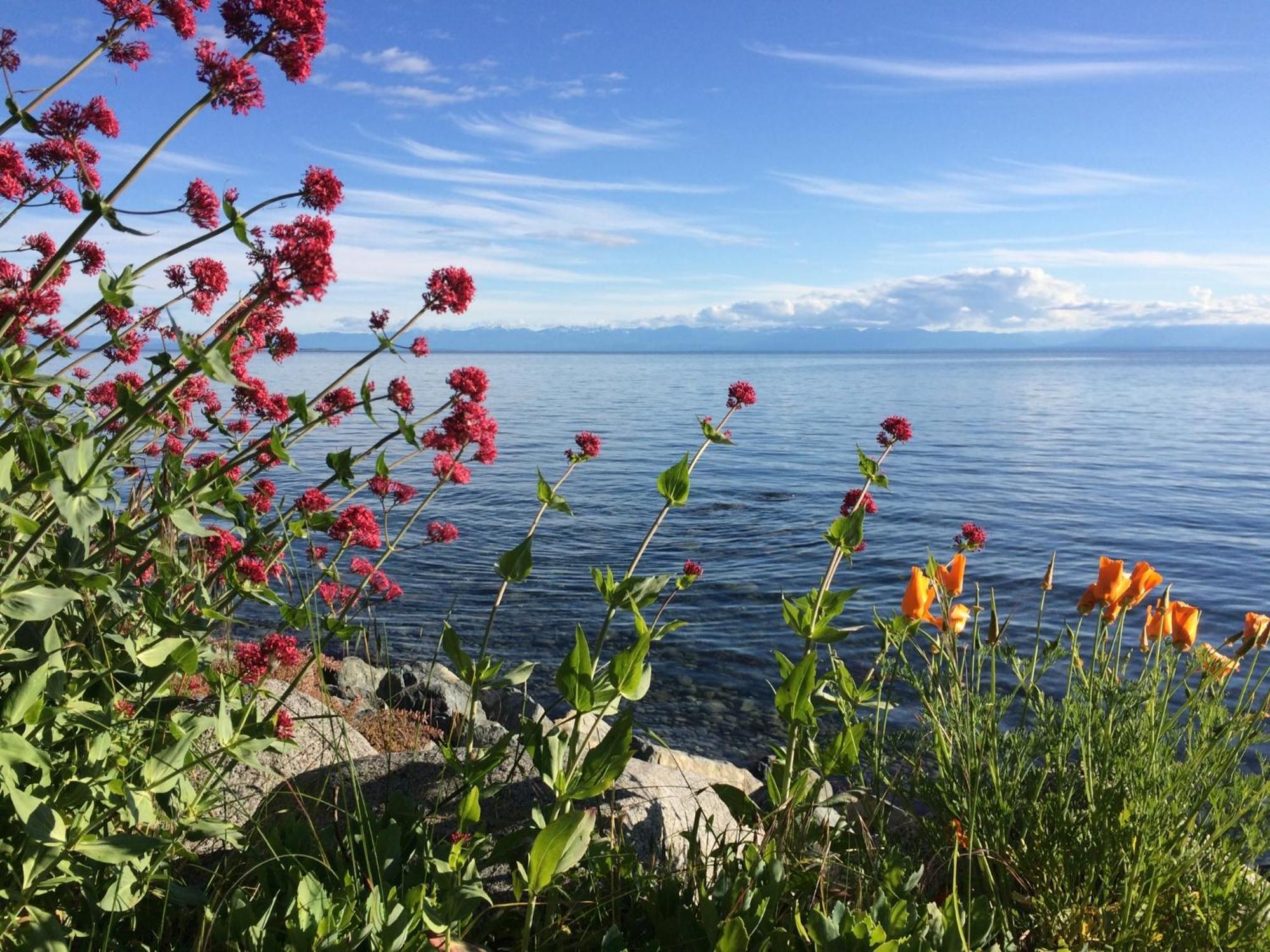 Blitz Beach House Oceanside Suite Powell River Esterno foto